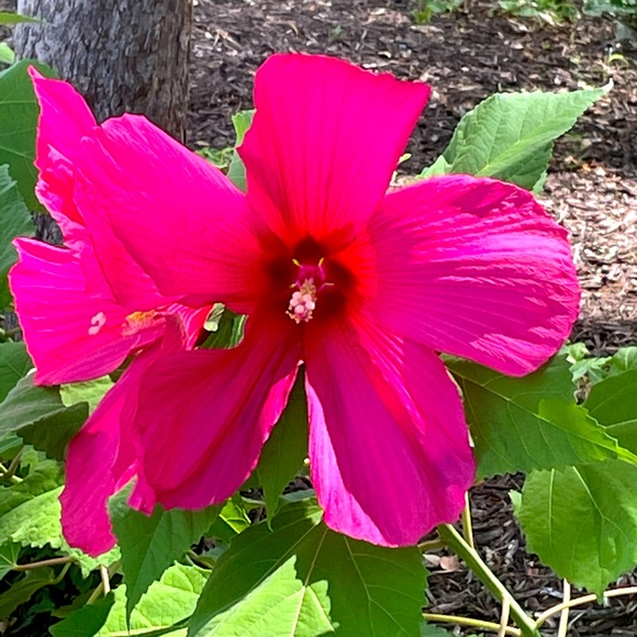 Meet your Posher, Maria - Picture 1 of 1